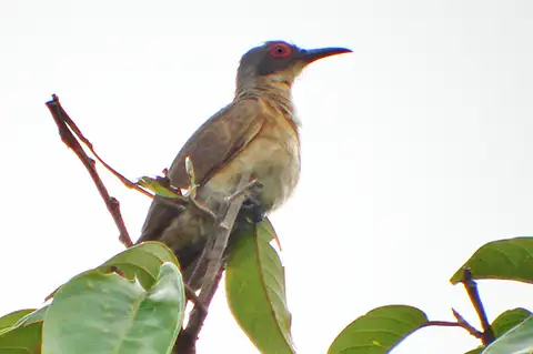 Long-billed Cuckoo