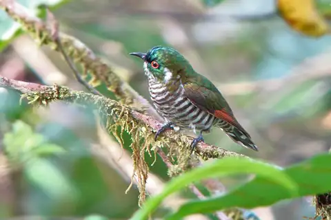 White-eared Bronze Cuckoo