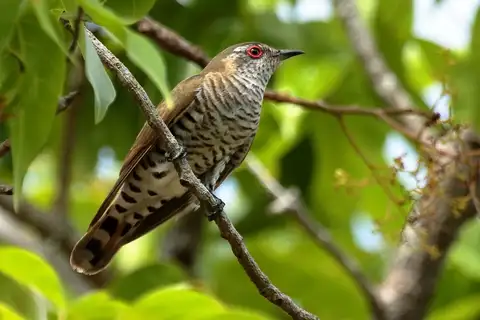 Little Bronze Cuckoo