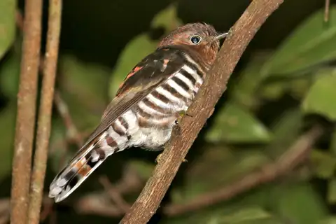 Rufous-throated Bronze Cuckoo