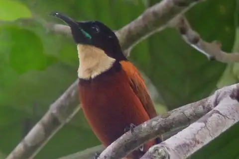 Buff-throated Sunbird