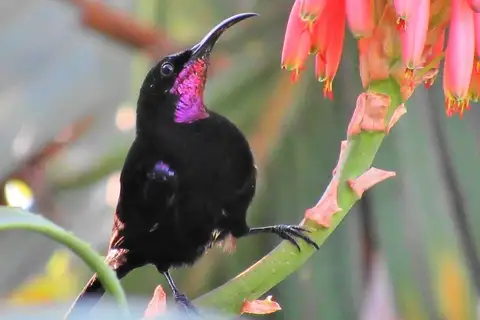 Amethyst Sunbird