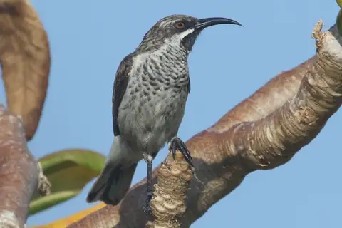 Socotra Sunbird