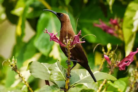 Carmelite Sunbird