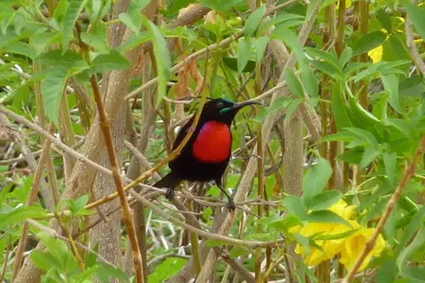 Hunter's Sunbird