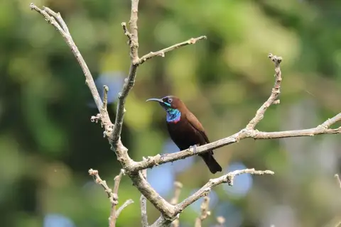 Green-throated Sunbird