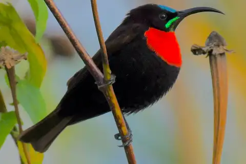 Scarlet-chested Sunbird