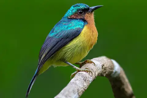 Ruby-cheeked Sunbird