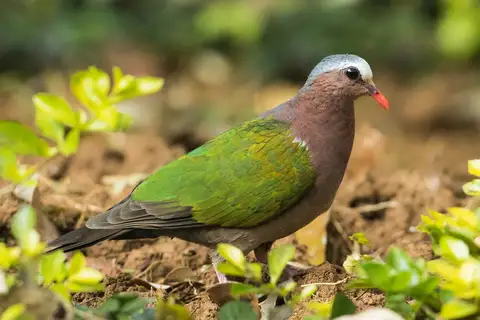 Common Emerald Dove