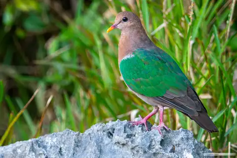 Pacific Emerald Dove