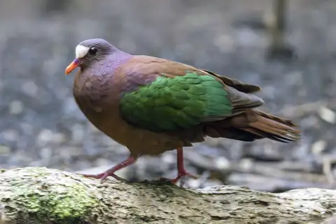 Stephan's Emerald Dove