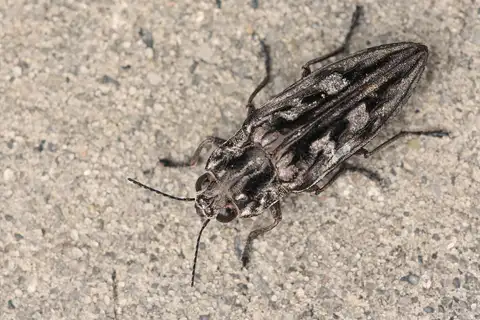 Sculptured Pine Borer