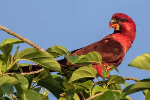 Cardinal Lory