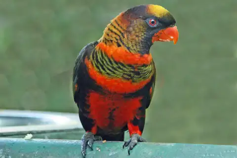 Dusky Lory
