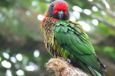 Yellow-streaked Lory