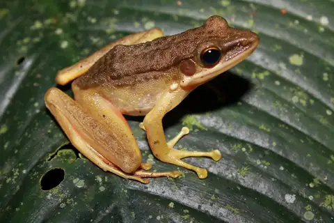 Java White-lipped Frog