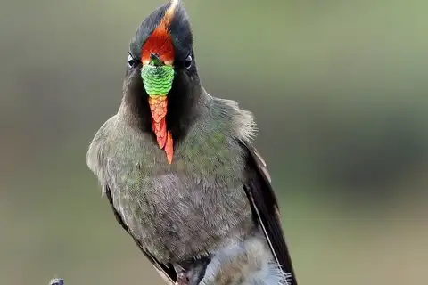Rainbow-bearded Thornbill
