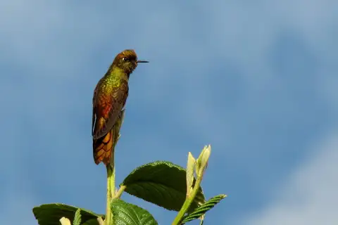 Bronze-tailed Thornbill