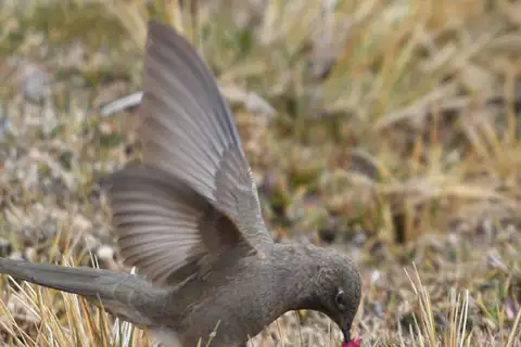Olivaceous Thornbill