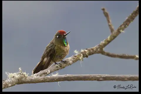 Rufous-capped Thornbill