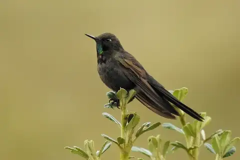 Blue-mantled Thornbill