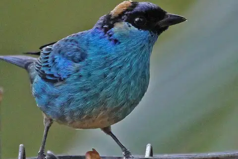Golden-naped Tanager