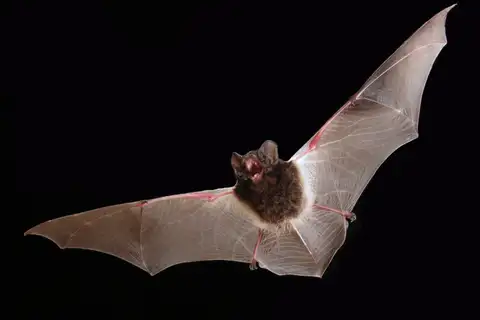 Large-eared Pied Bat