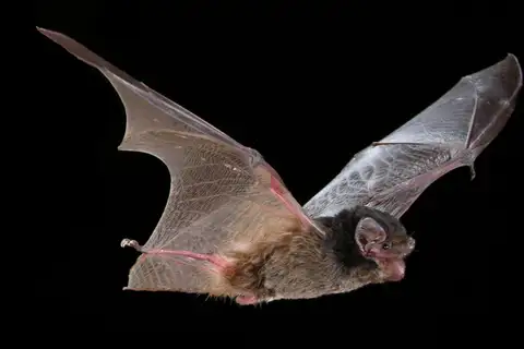 Gould's Wattled Bat