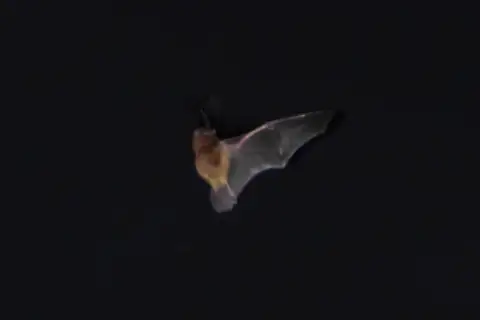 New Caledonian Wattled Bat