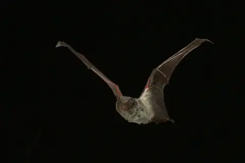Hoary Wattled Bat