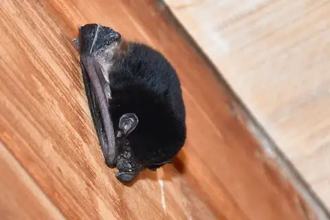 Little Pied Bat