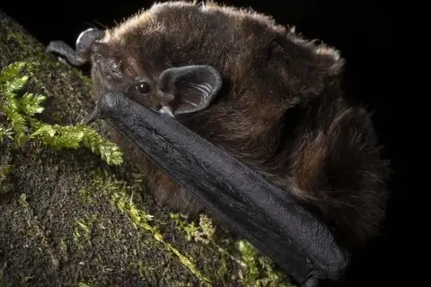 New Zealand Long-tailed Bat
