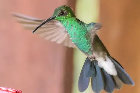 White-vented Plumeleteer