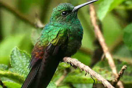 Bronze-tailed Plumeleteer