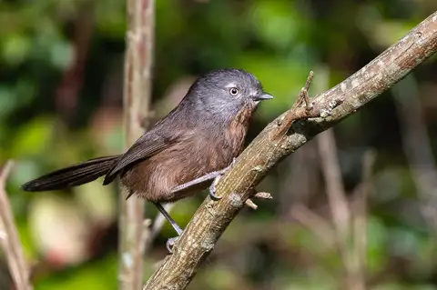 Wrentit