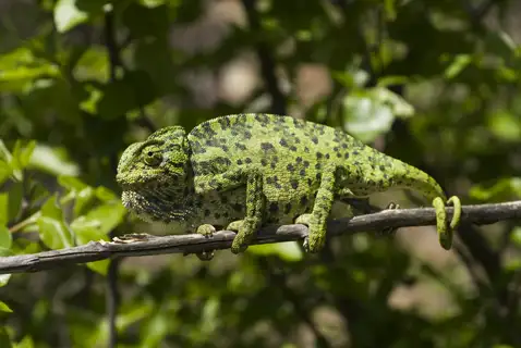 Common Chameleon