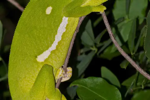 Flap-necked Chameleon