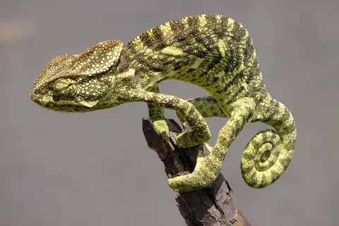 Indian Chameleon