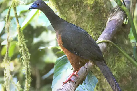 Sickle-winged Guan