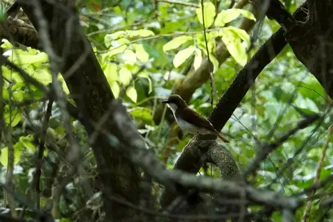 White-chested Alethe