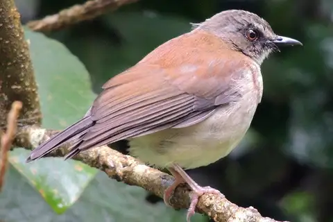 Brown-chested Alethe