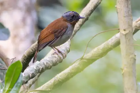 Red-throated Alethe