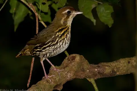 Short-tailed Antthrush