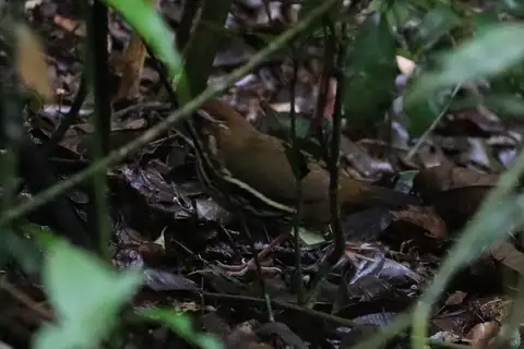 Cryptic Antthrush