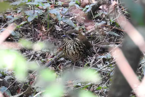 Rufous-tailed Antthrush