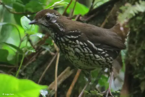 Schwartz's Antthrush
