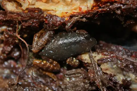 Saffron-bellied Frog