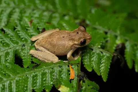 Juanita's earless tree frog