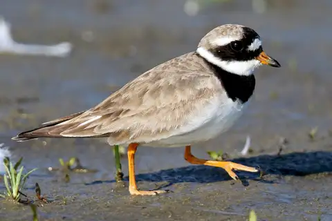 Common Ringed Plover