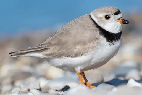 Piping Plover